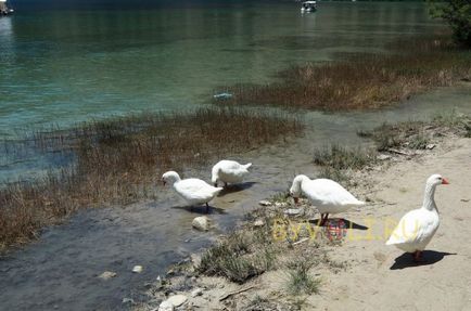 Lacul kurnas pe insula Creta, Grecia fotografii și video, descriere, locație