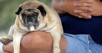 Obezitatea în cauzele și tratamentul câinilor - portal