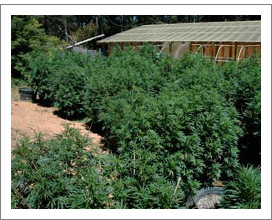 Guerrilla cultivarea canabisului în câmp deschis este totul despre canabis, cultivare, semințe de canabis și