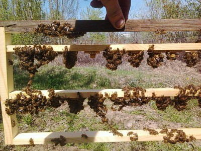 Méhek oltása lárvák, nézi a dolgokat