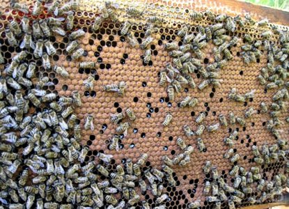 Бджоли щеплення личинок, погляд на речі