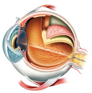 Перелом очниці (орбіти очі) наслідки, лікування, причини
