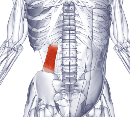 Перенапруження квадратної м'язи попереку - усуваємо причину болю в спині