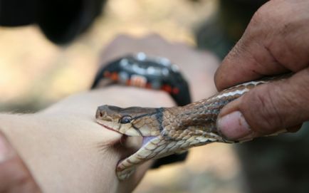 Elsősegély kígyómarás, hogyan lehet elkerülni a halál