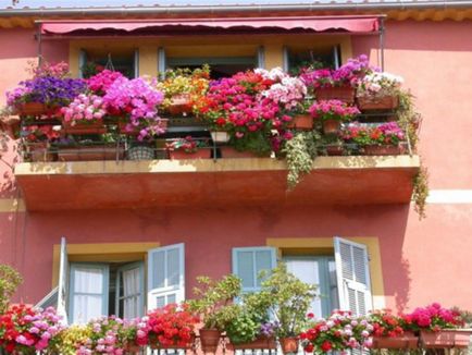 Petunia pe balcon cum să crească și să aibă grijă de petunia, poze cu o plasare de flori de succes