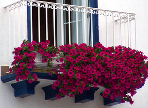 Петунія на балконі як вирощувати і доглядати за петунією, фото вдалого розміщення квітки на