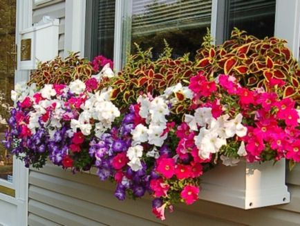 Petunia pe balcon cum să crească și să aibă grijă de petunia, poze cu o plasare de flori de succes