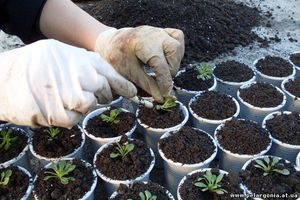 Petunia pe balcon cum să crească și să aibă grijă de petunia, poze cu o plasare de flori de succes