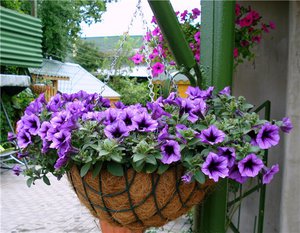 Петунія на балконі як вирощувати і доглядати за петунією, фото вдалого розміщення квітки на