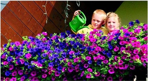Petunia pe balcon cum să crească și să aibă grijă de petunia, poze cu o plasare de flori de succes