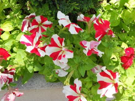 Petunia pe balcon cum să crească și să aibă grijă de petunia, poze cu o plasare de flori de succes