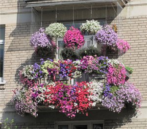 Petunia pe balcon cum să crească și să aibă grijă de petunia, poze cu o plasare de flori de succes