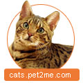 Розплідник кішок розплідник бенгальських котів saguncat