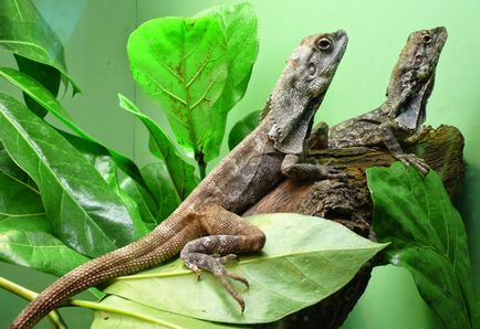 Șopârla placintă (chlamydosaurus kingii) - exolife, totul despre reptile