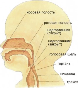 Плавати раніше, ніж ходити - новонароджений