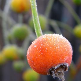 Fructe de Rosaceae