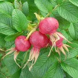 Fructe de Rosaceae