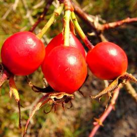 A gyümölcsök Rosaceae