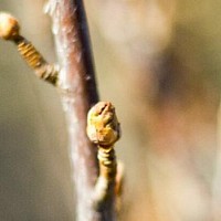 Fructe de Rosaceae