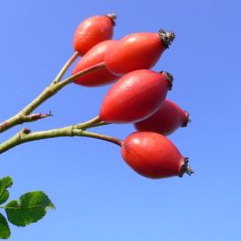 Fructe de Rosaceae