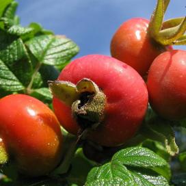 A gyümölcsök Rosaceae