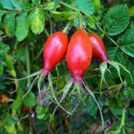 Fructe de Rosaceae