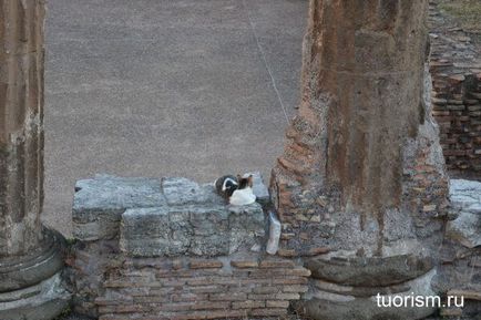Zona de pisici din Roma, turism cultural