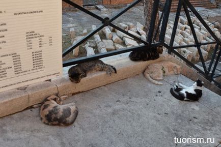 Zona de pisici din Roma, turism cultural