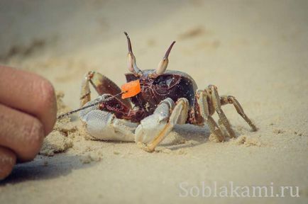 Beach tuba kabak, krabi fotografie, recenzii, hartă