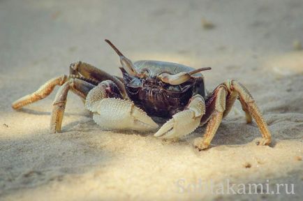 Beach tuba kabak, krabi fotografie, recenzii, hartă