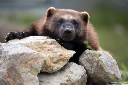 Să câștigi sau să mori! Despre cea mai agresivă și nebună fură din Rusia