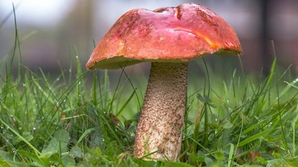 De ce a numit ciuperca un coaja de mesteacan de ce au numit-o un podberezovik