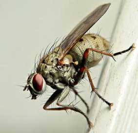 Чому комар сидить на стіні або на стелі і не падає 1
