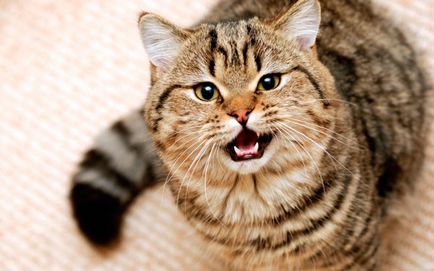 Miért macskák reagál a cica cica