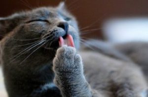 De ce pisicile se spală în mod regulat și adesea?