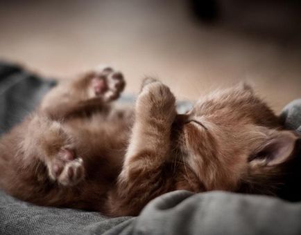 Чому кошенята багато сплять