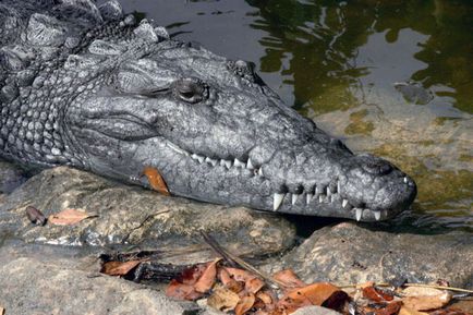 Чому крокодили, поїдаючи м'ясо, плачуть