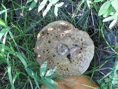 Чому багато червивих грибів