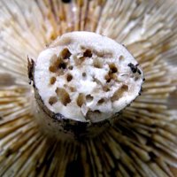 Чому не можна їсти червиві гриби