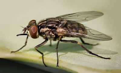 Чому восени мухи злі