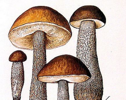 De ce este un podberezovik numit așa cum a existat un astfel de nume în ciuperci