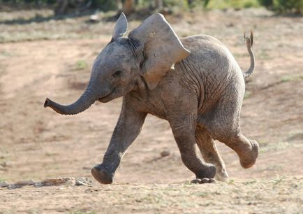 Чому слони погано бігають, наука і життя