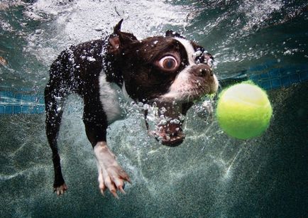 De ce câinii se tem de motive de apă, cum să scape de frică, fericit cocoș