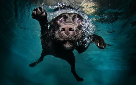 Miért kutyák félnek a víz okoz, hogyan lehet megszabadulni a félelem, boldog jack
