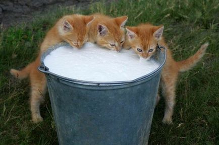 Чому дорослим кішкам не можна пити молоко
