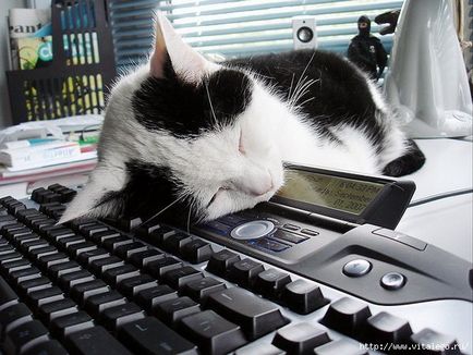 O selecție de pisici de dormit de pe tastatură