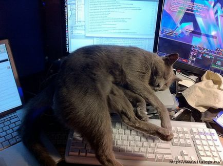 Підбірка сплячі коти на клавіатурі