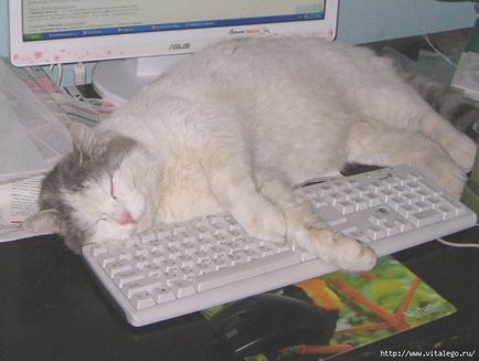 O selecție de pisici de dormit de pe tastatură