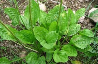 Planta de tuse pentru copii sirop herbion, manual de utilizare, recenzii