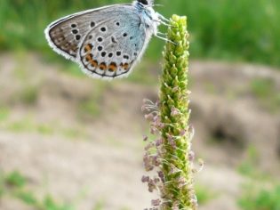 Planta de tuse pentru copii sirop herbion, manual de utilizare, recenzii